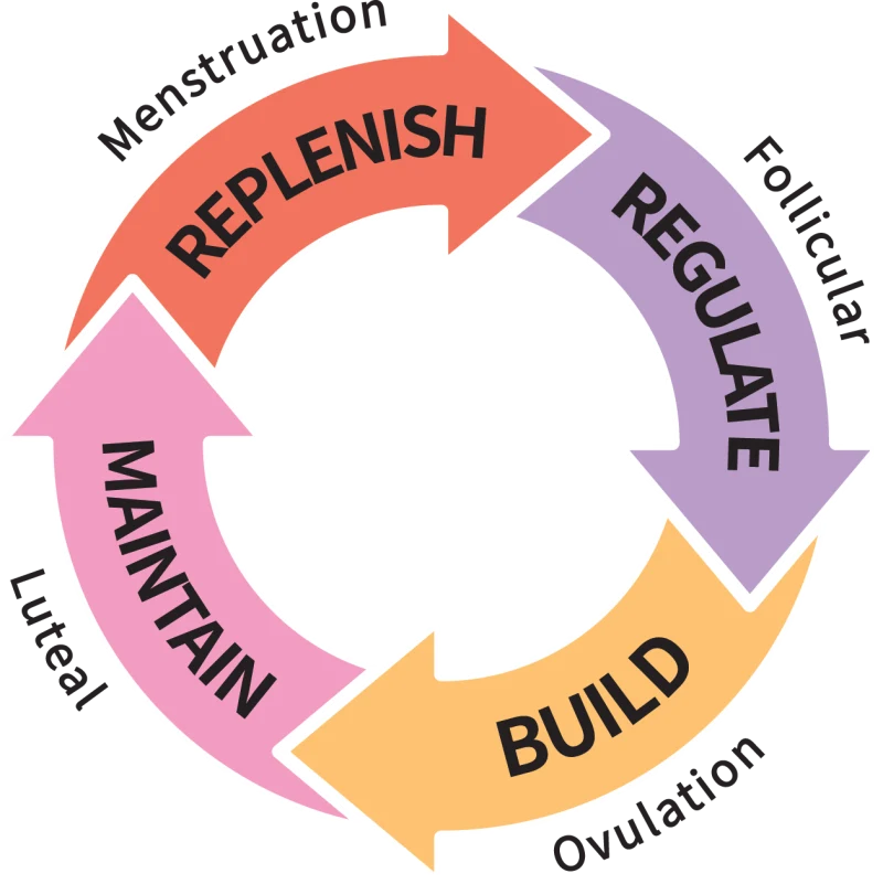 Cycle phases: Menstruation, Follicular, Ovulation, Luteal