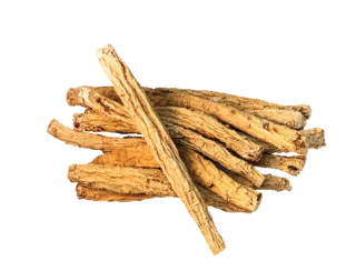 Codonopsis