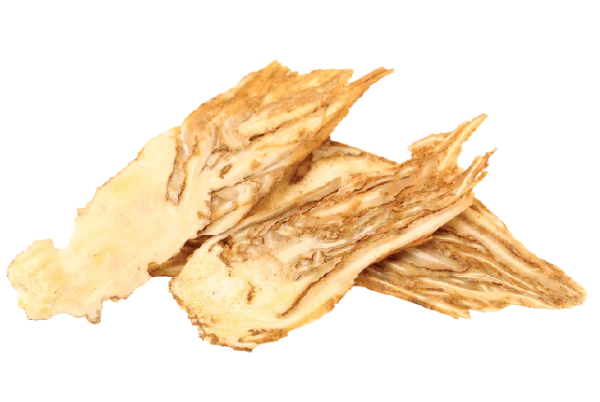 Atractylodes
