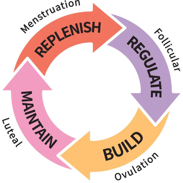 Structured Cycle Method &mdash; Replenish, Regulate, Build, Maintain
