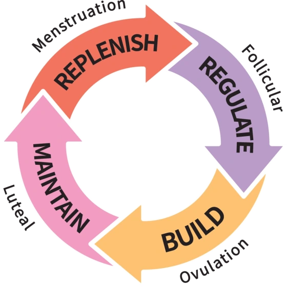 PopoMama cycle system: circular arrow chart